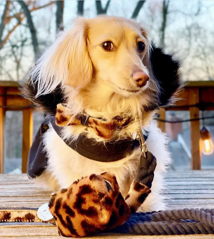 Dog Bow Tie PoisePup