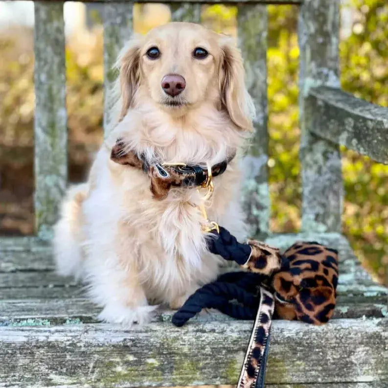Dog Bow Tie PoisePup