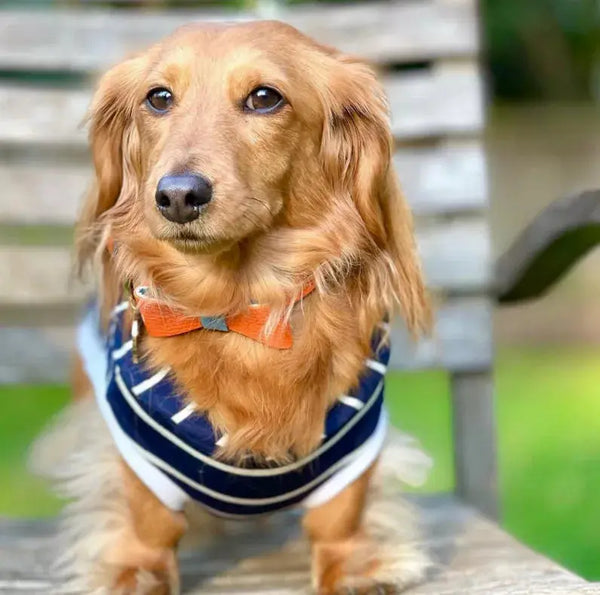 Dog Bow Tie PoisePup