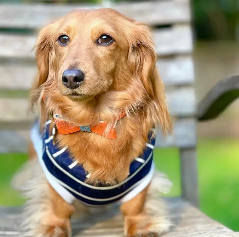 Dog Bow Tie PoisePup