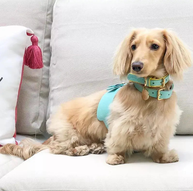 Dog Harness PoisePup