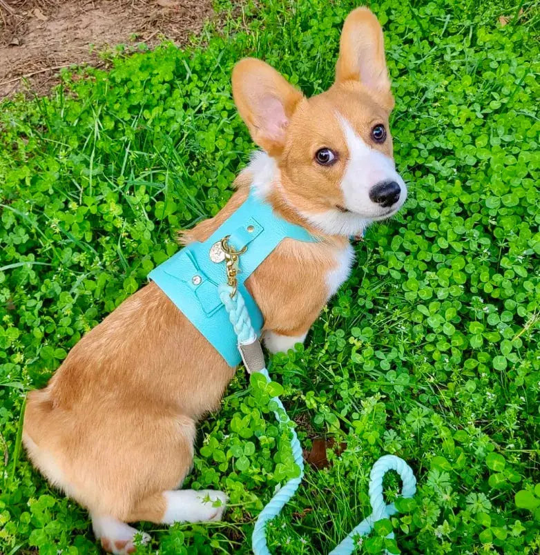 Dog Harness PoisePup
