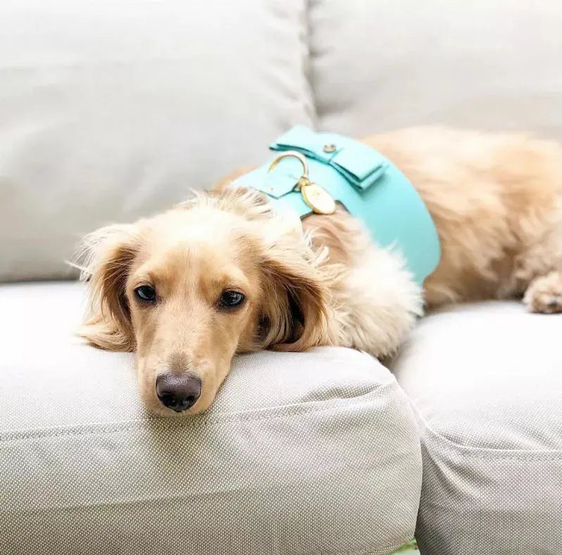 Dog Harness PoisePup