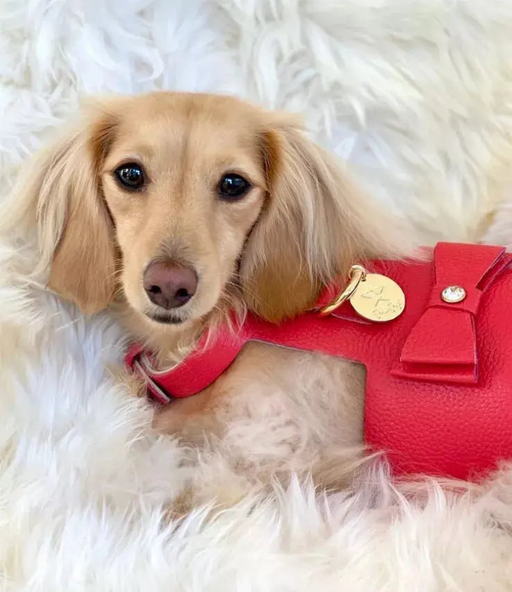 Dog Harness PoisePup