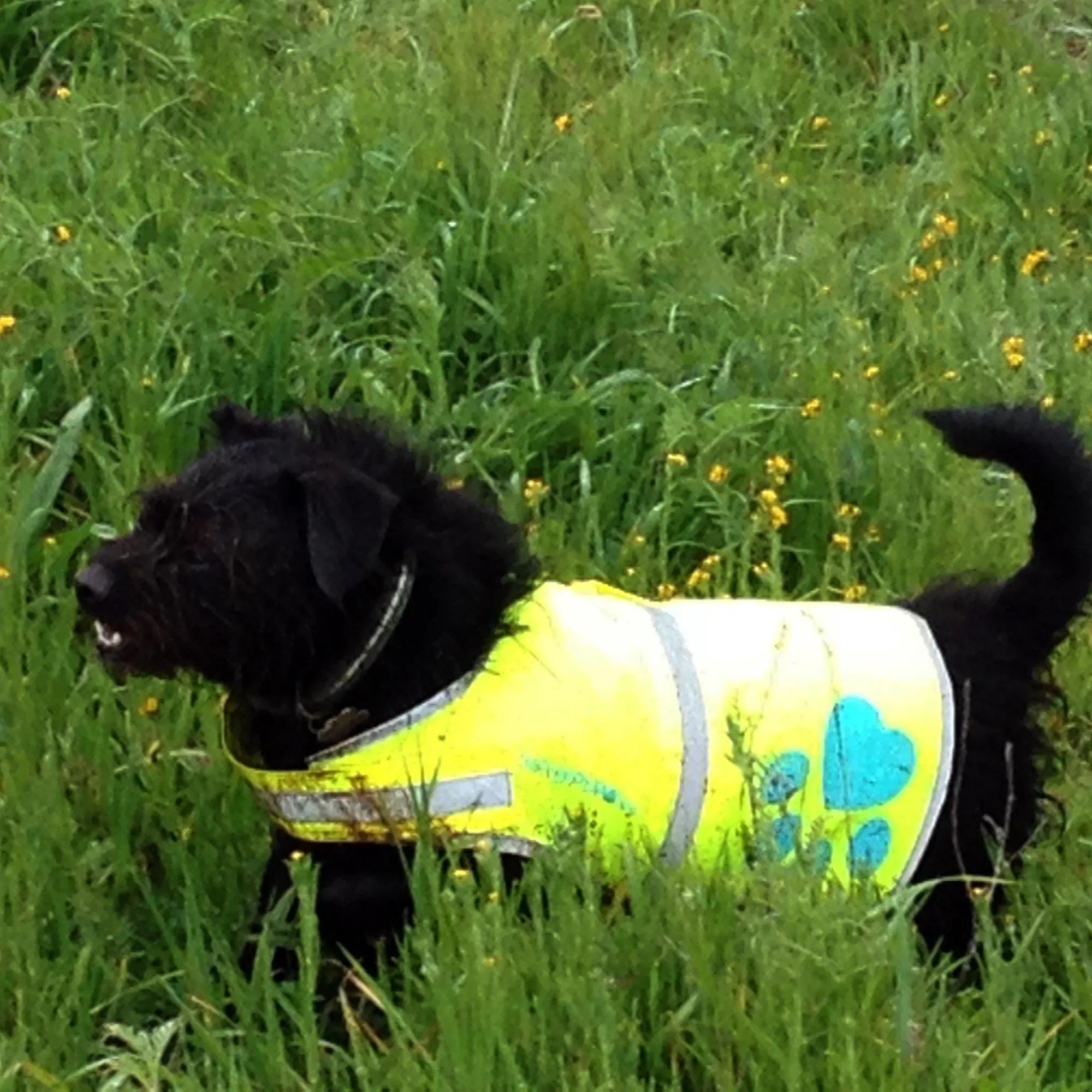 Dog Reflective Vest Sizes to Fit Dogs 14 lbs to 130 lbs   SafetyPUP XD Hi Vis Safety Vest Keeps Dogs Visible On and Off Leash in Both Urban and Rural Environments Neon Yellow Safetypup Xd