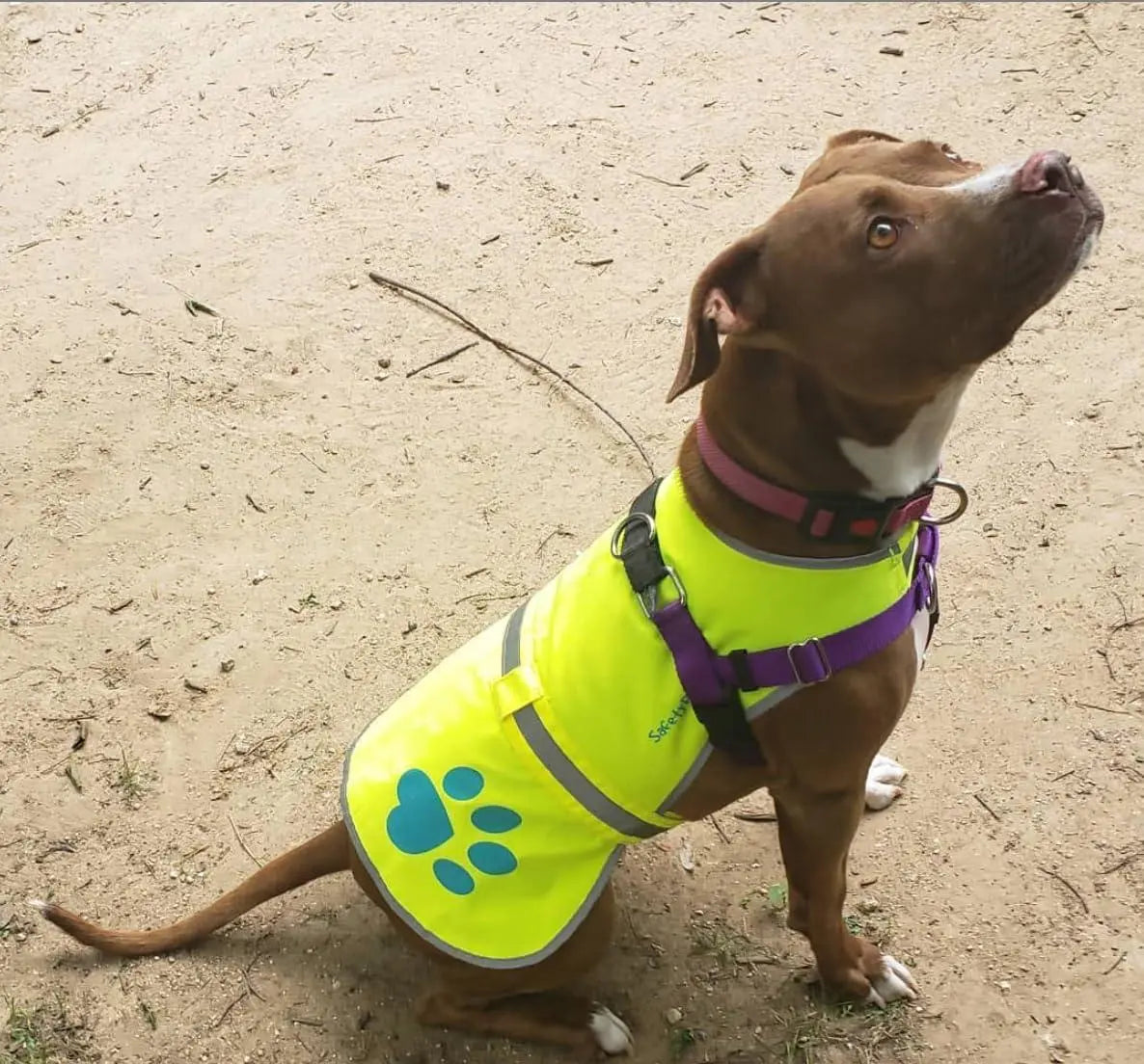 Dog Reflective Vest Sizes to Fit Dogs 14 lbs to 130 lbs   SafetyPUP XD Hi Vis Safety Vest Keeps Dogs Visible On and Off Leash in Both Urban and Rural Environments Neon Yellow Safetypup Xd