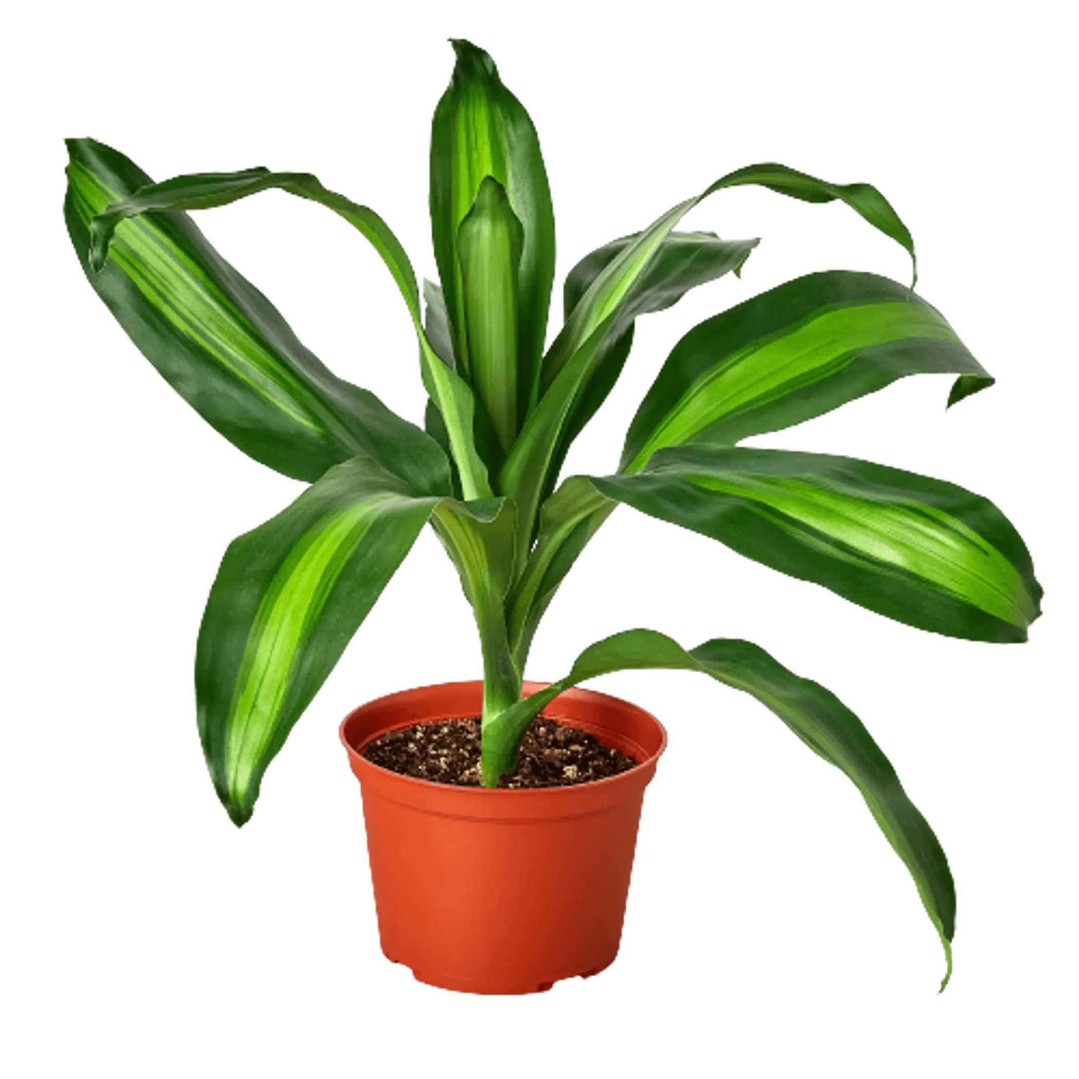 Dracaena Massangeana House Plant Dropship