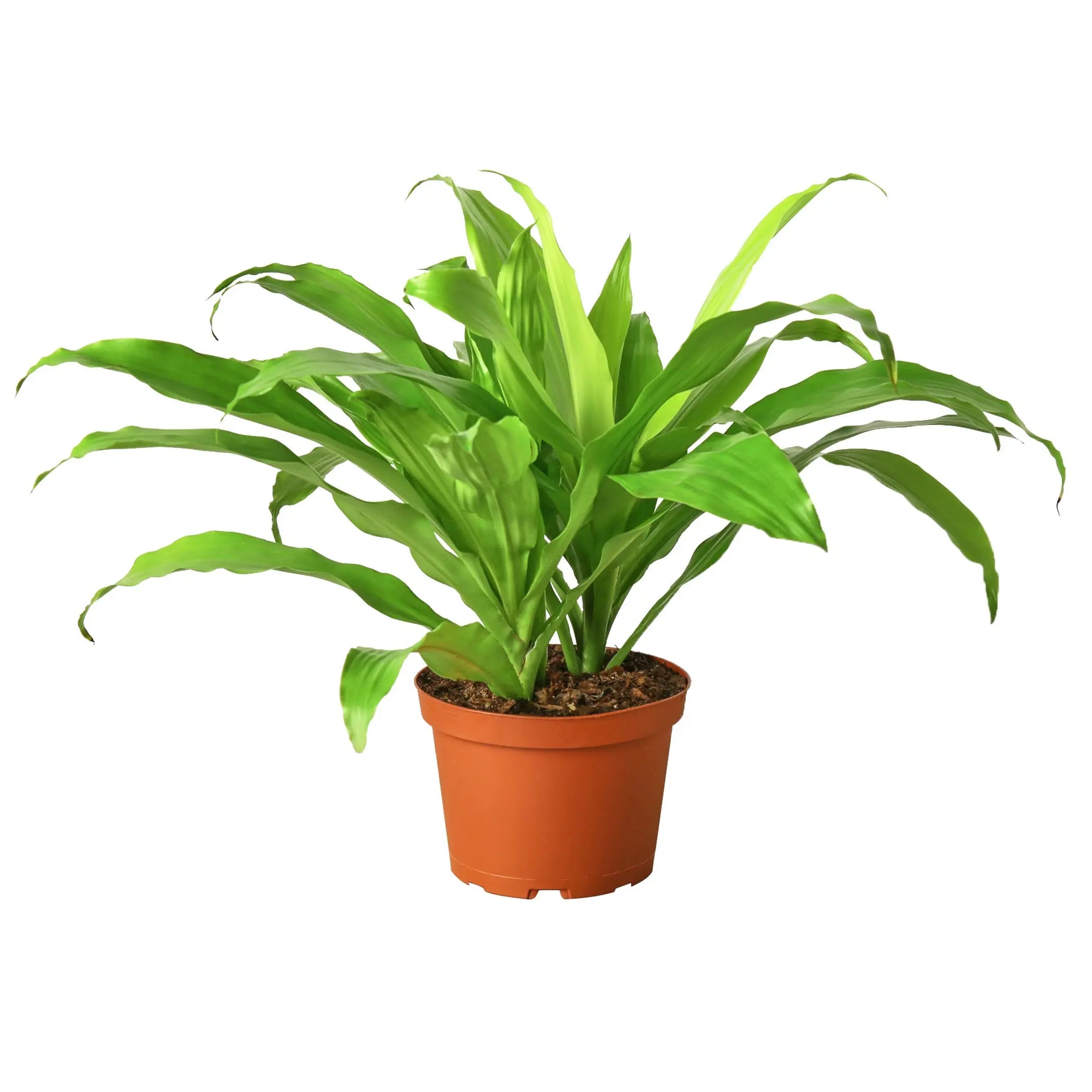 Dracaena 'Lime Light' House Plant Dropship