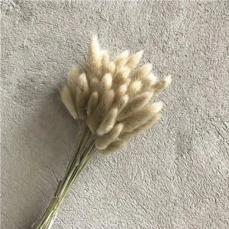 Dried Bunny Tail, Floral Décor Delmar Décor