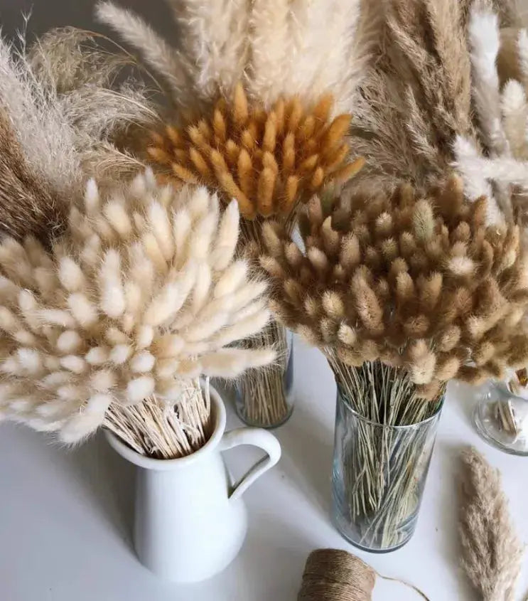 Dried Bunny Tail, floral décor Delmar Décor