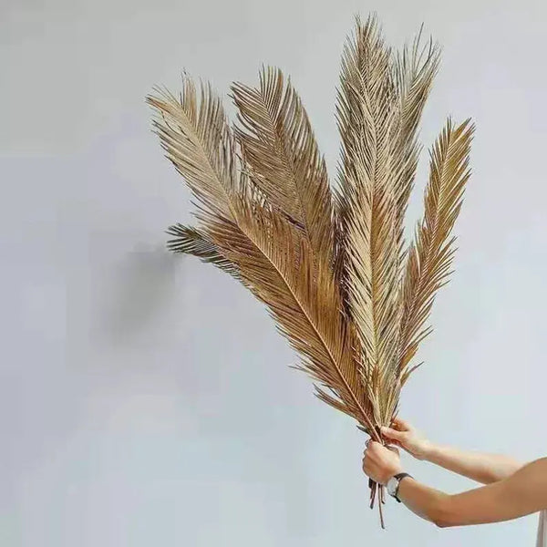 Dried Folium Cycas Delmar Décor