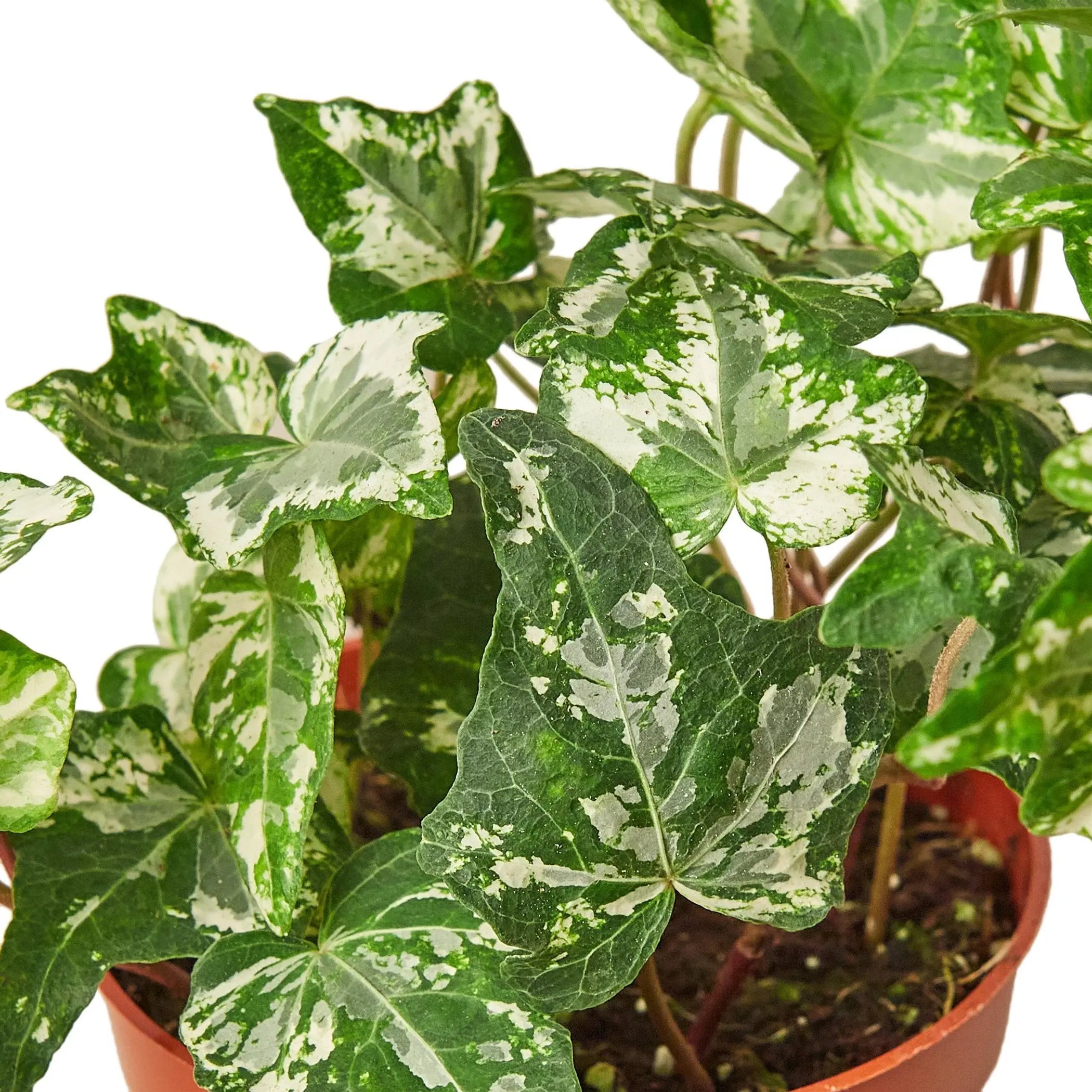 English Ivy 'Kolibre' House Plant Wholesale
