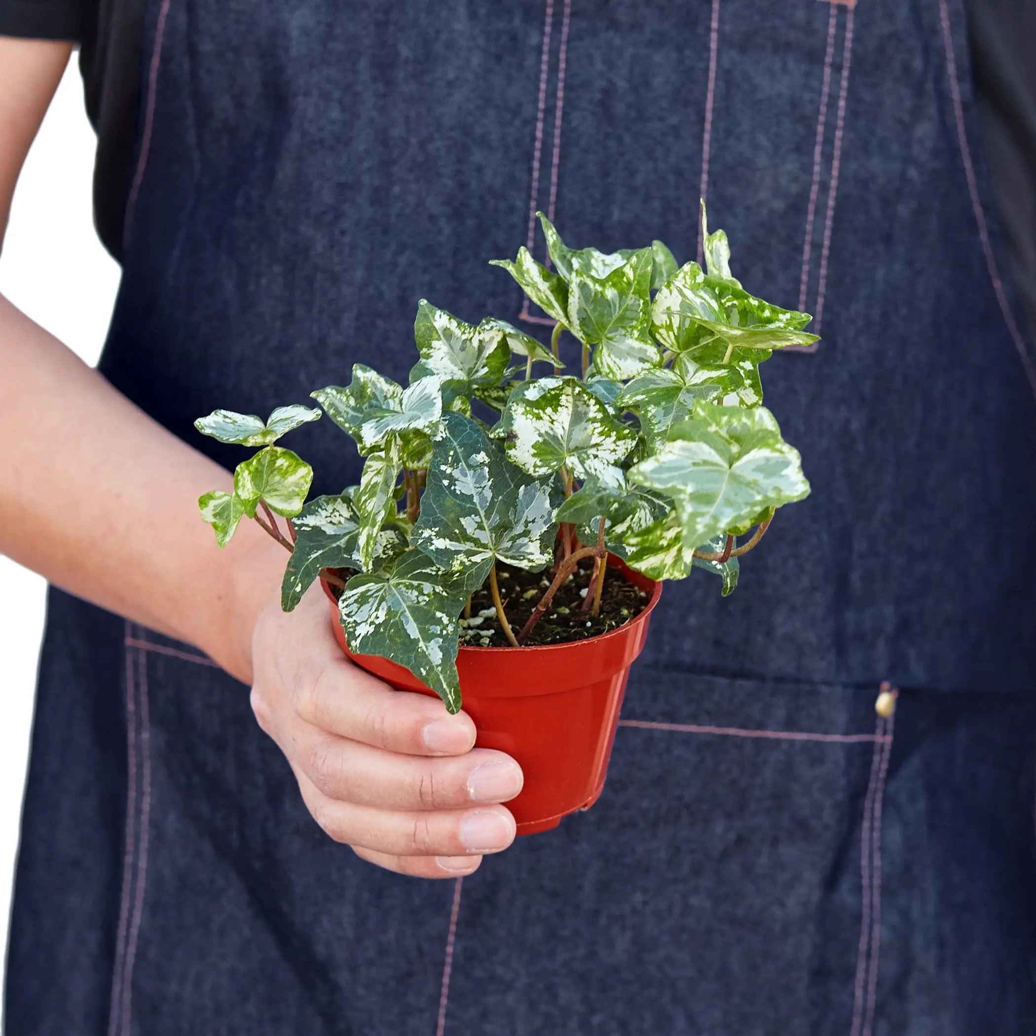 English Ivy 'Kolibre' House Plant Wholesale