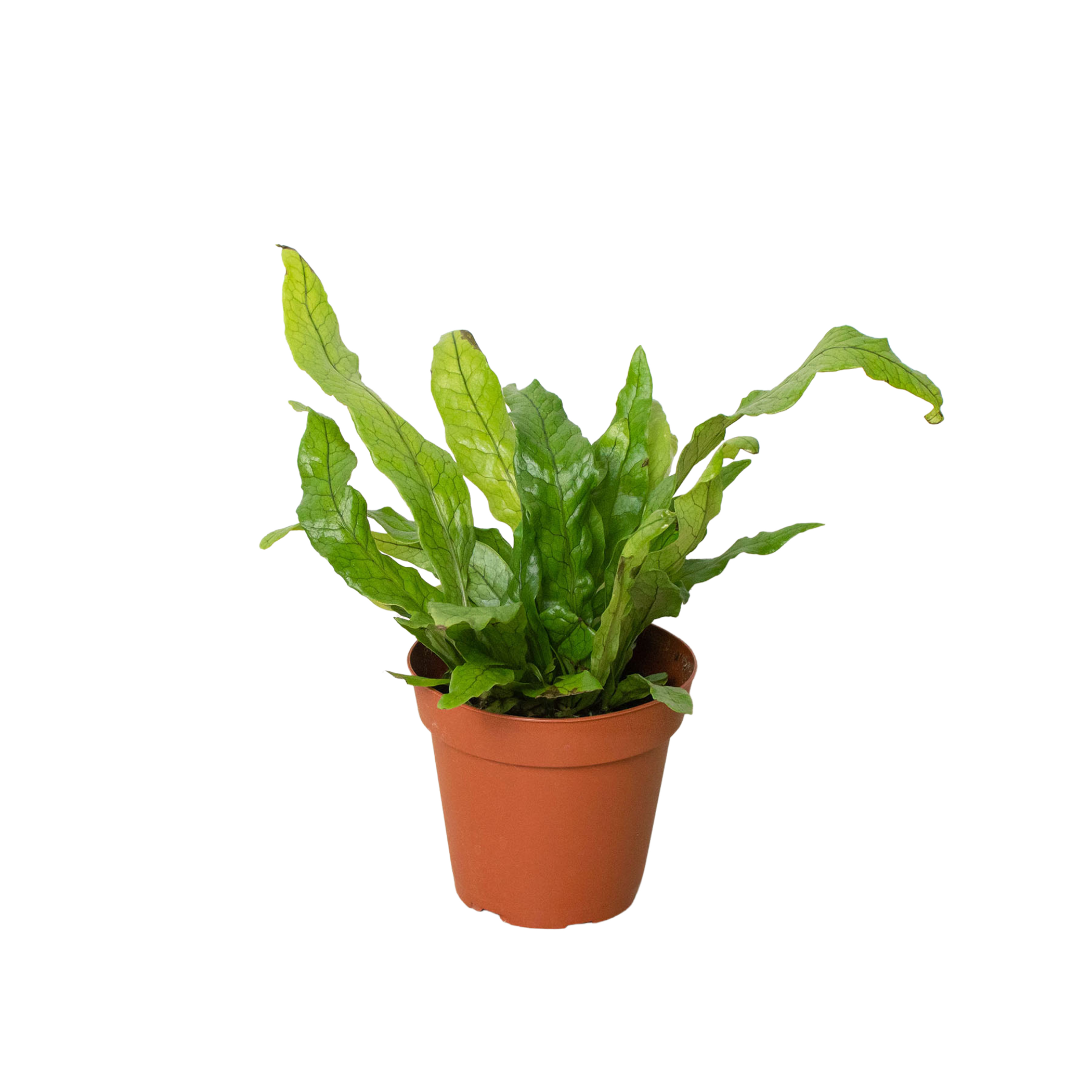 Fern 'Crocodile' House Plant Dropship