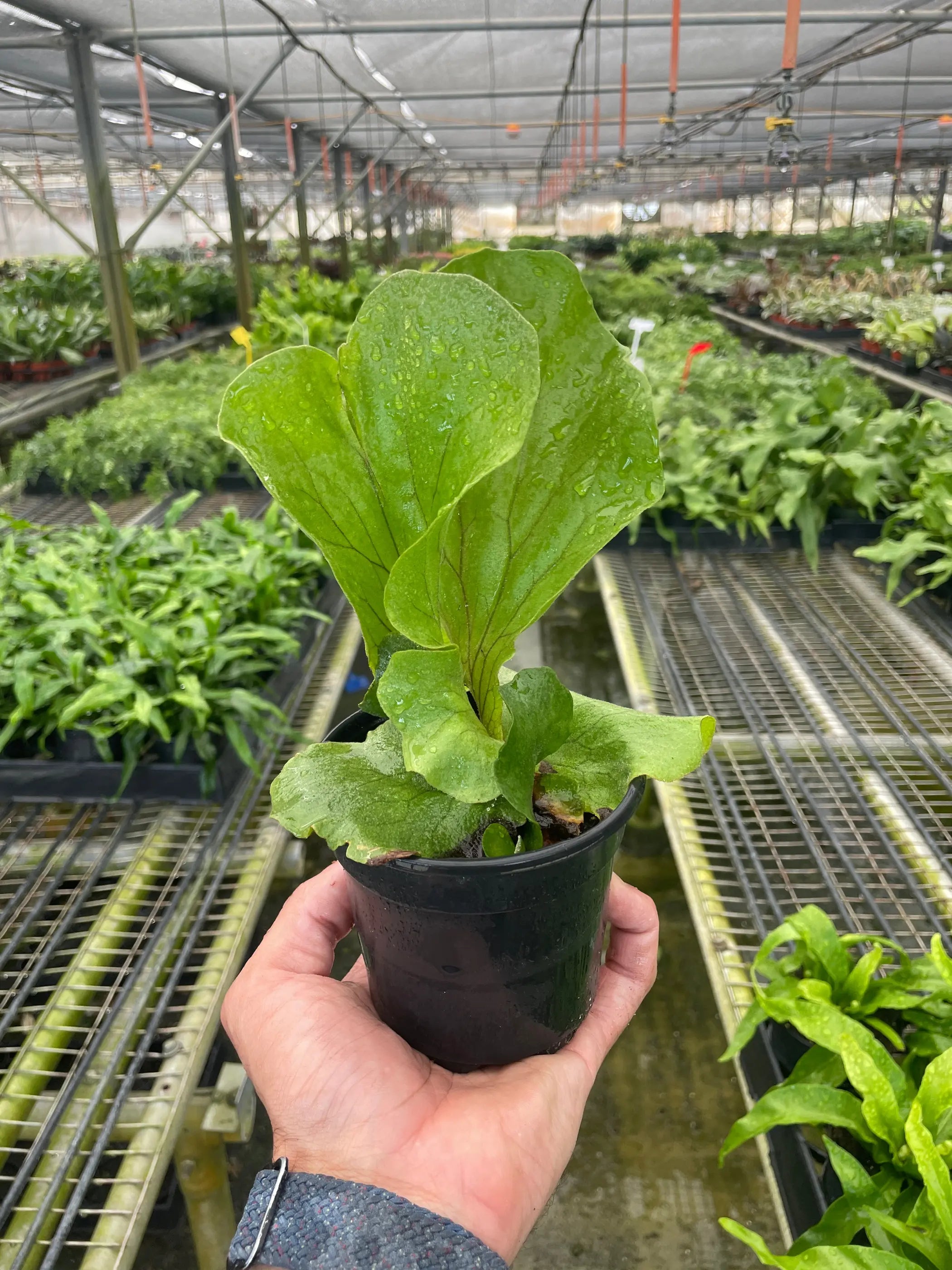 Fern 'Elephant' House Plant Wholesale