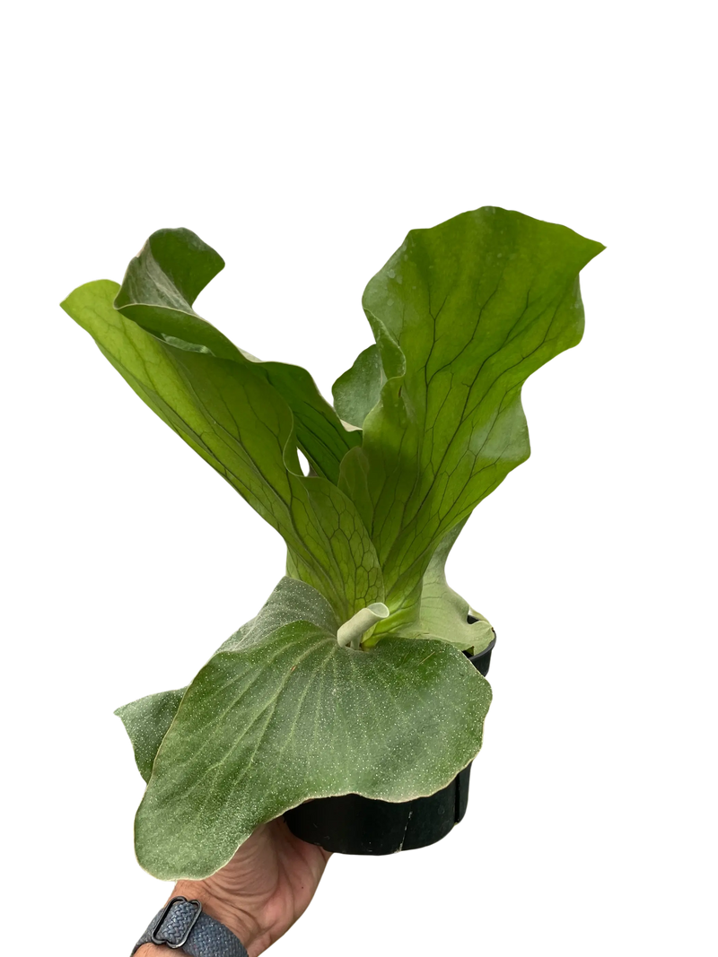 Fern 'Elephant' House Plant Wholesale