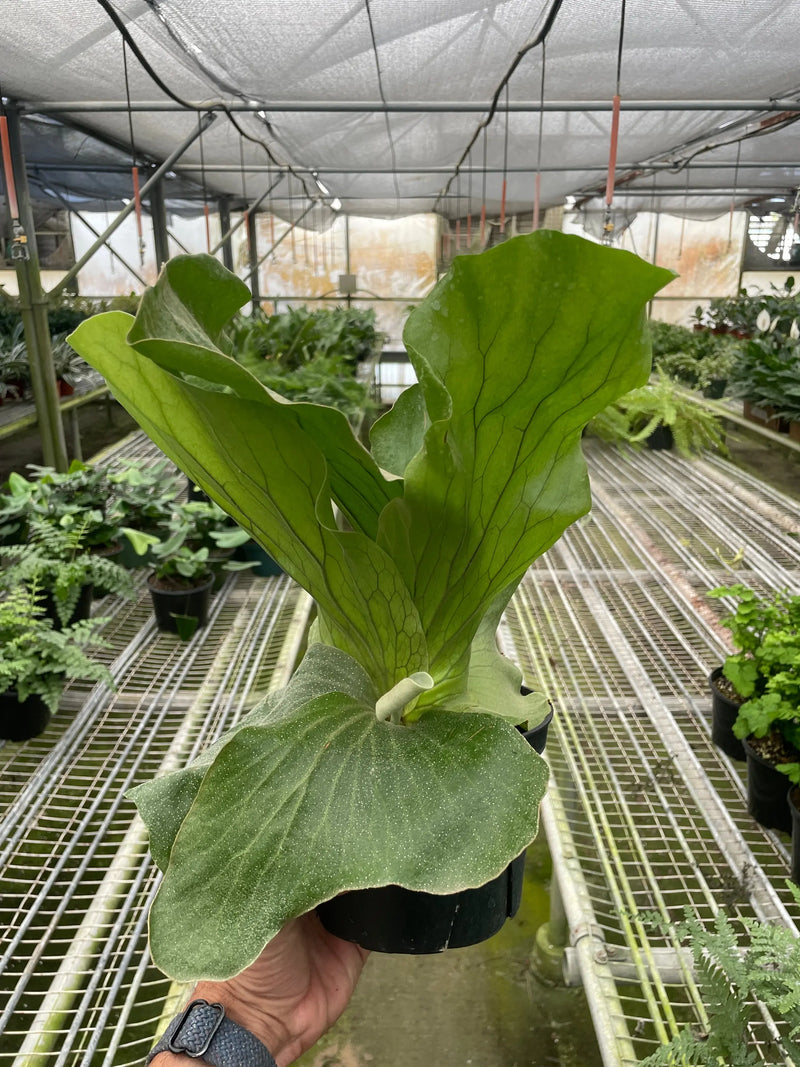 Fern 'Elephant' House Plant Wholesale