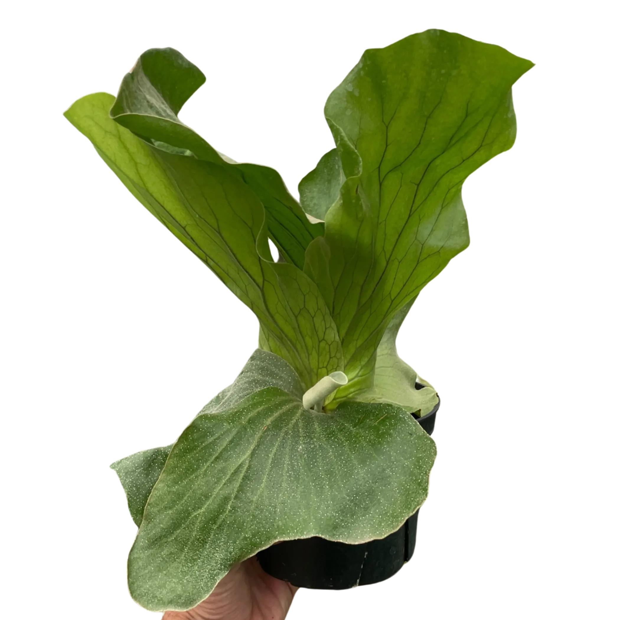 Fern 'Elephant' House Plant Wholesale