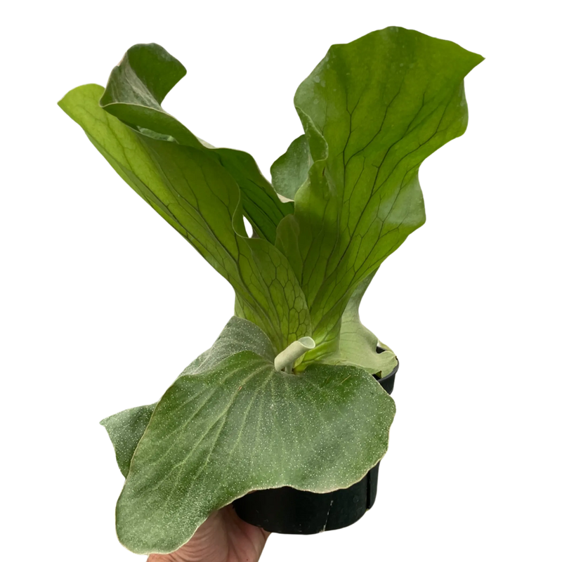 Fern 'Elephant' House Plant Wholesale