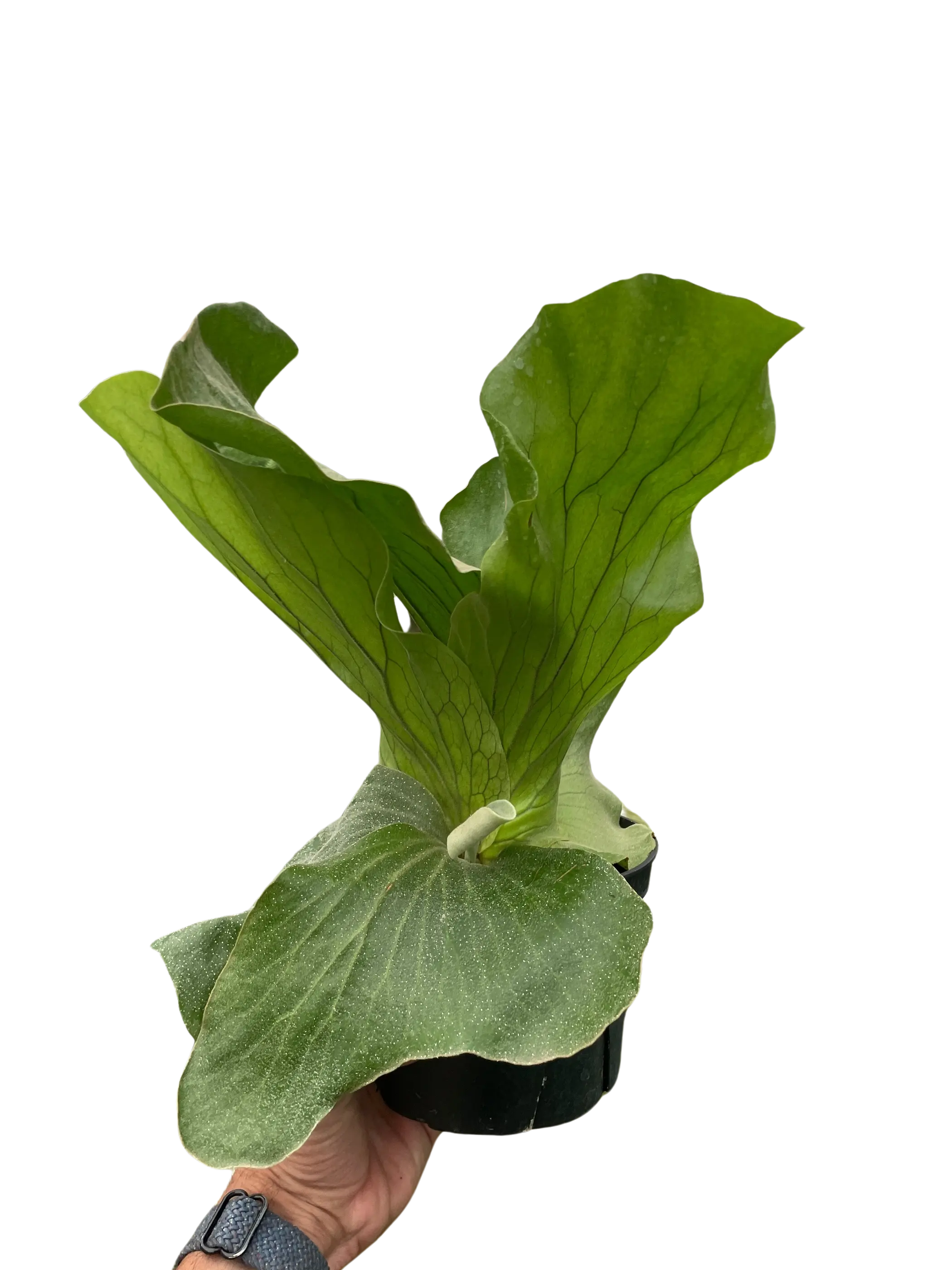 Fern 'Elephant' House Plant Wholesale