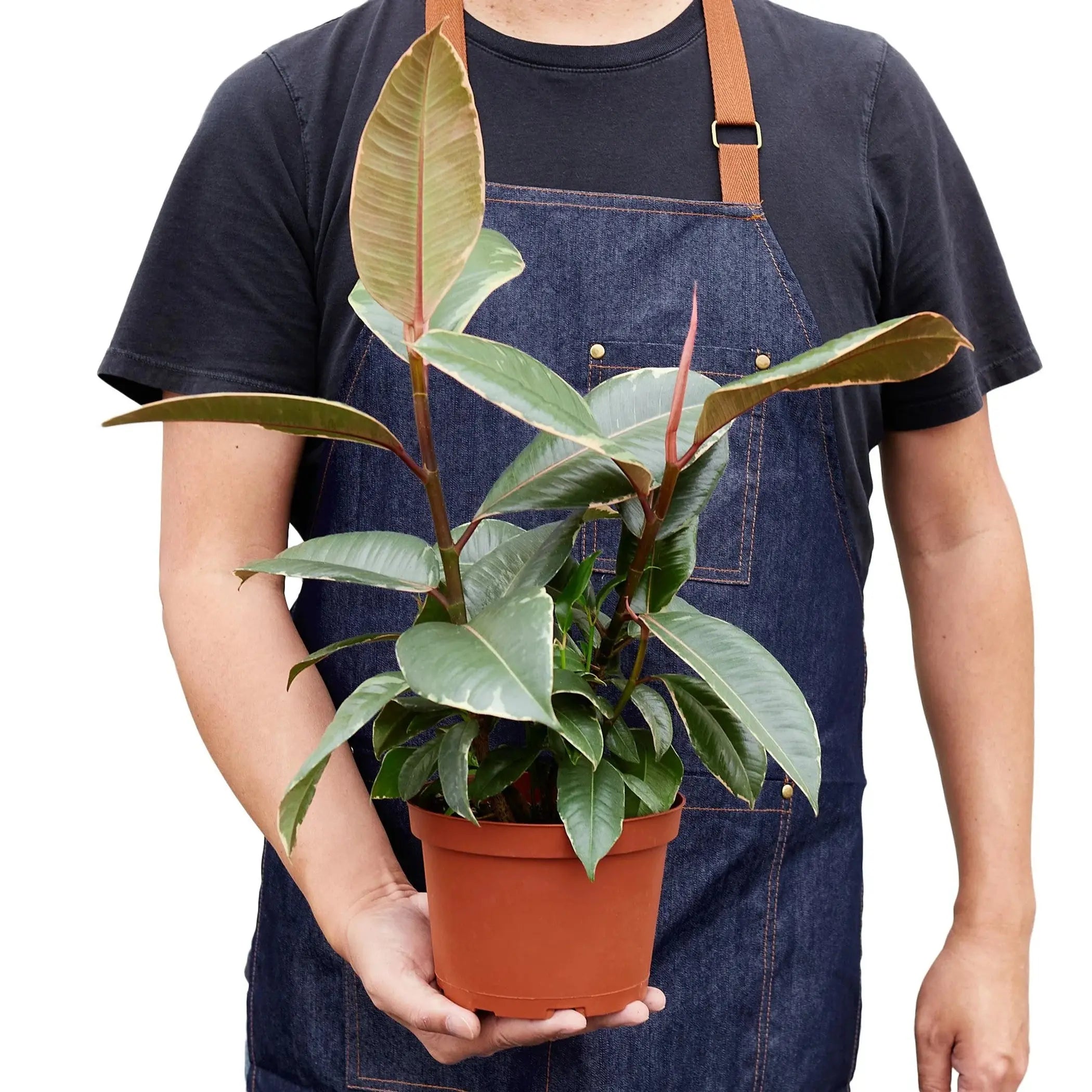 Ficus Elastica 'Tineke' House Plant Wholesale