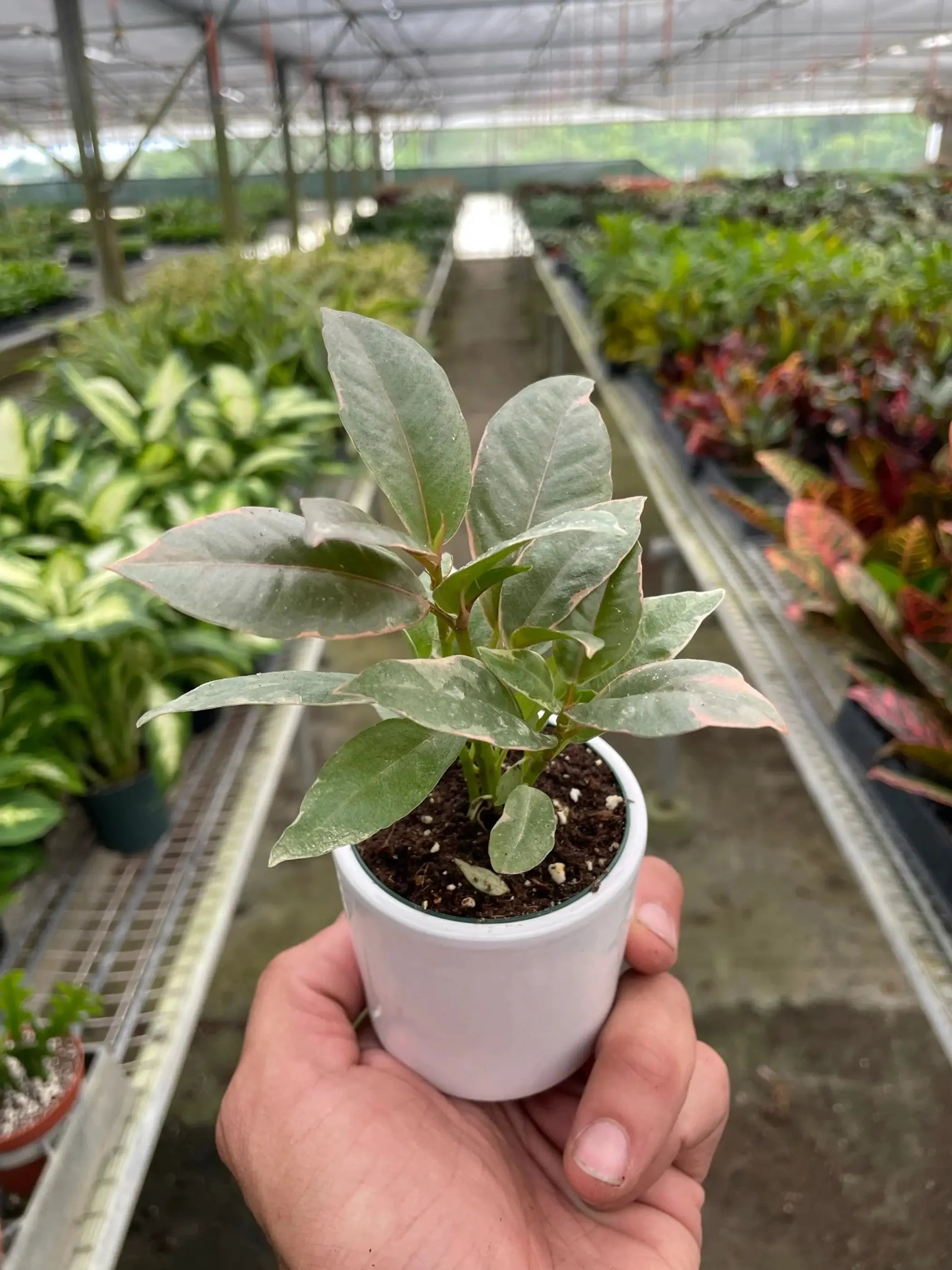 Ficus Elastica 'Tineke' House Plant Wholesale