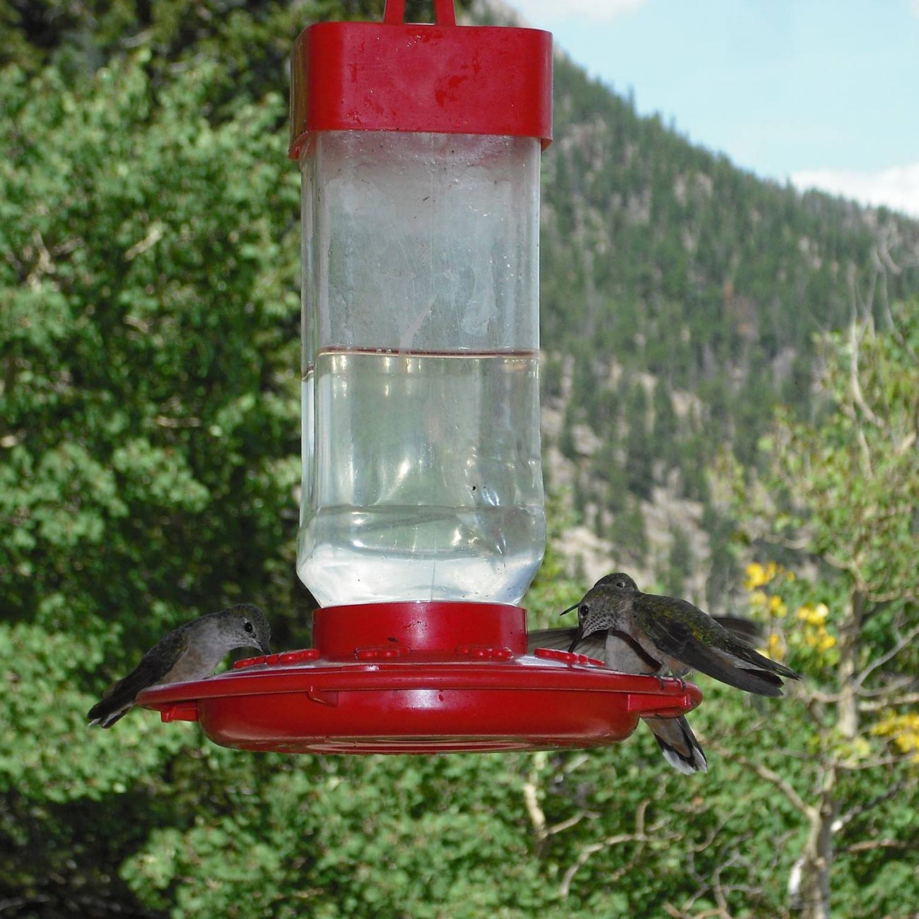 First Nature 32oz. Hummingbird Feeder FIRSTNATURE