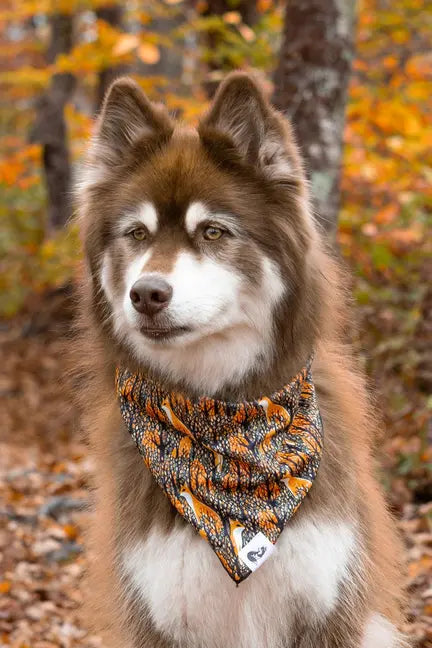 Foxes in Fall Dog Bandana & Matching Keychain Aria the Fox