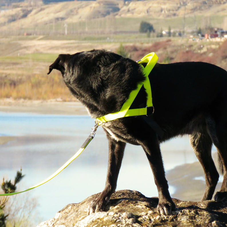Freedom Harness Ultrahund