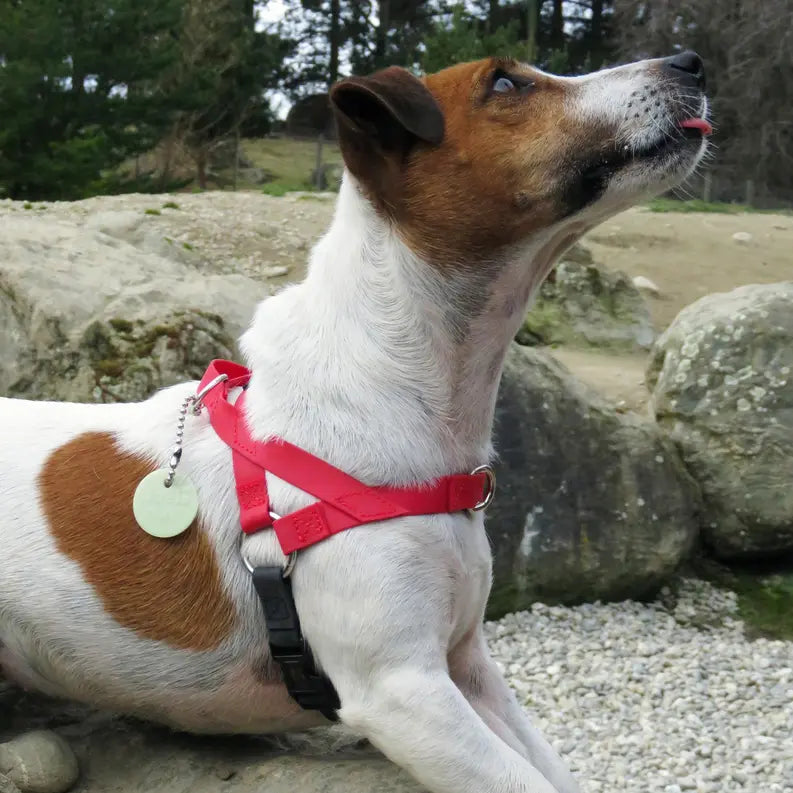 Freedom Harness Ultrahund
