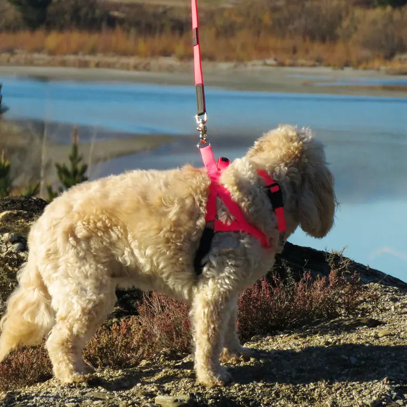 Freedom Harness Ultrahund