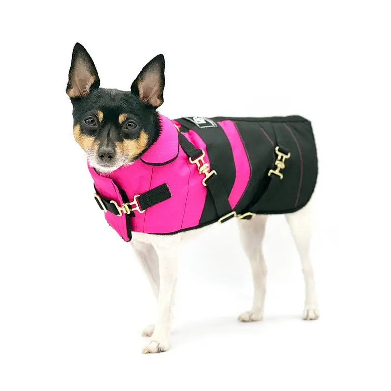 "Fun with Fuschia" - DCNY Equestrian Collection DoggieCoutureNY