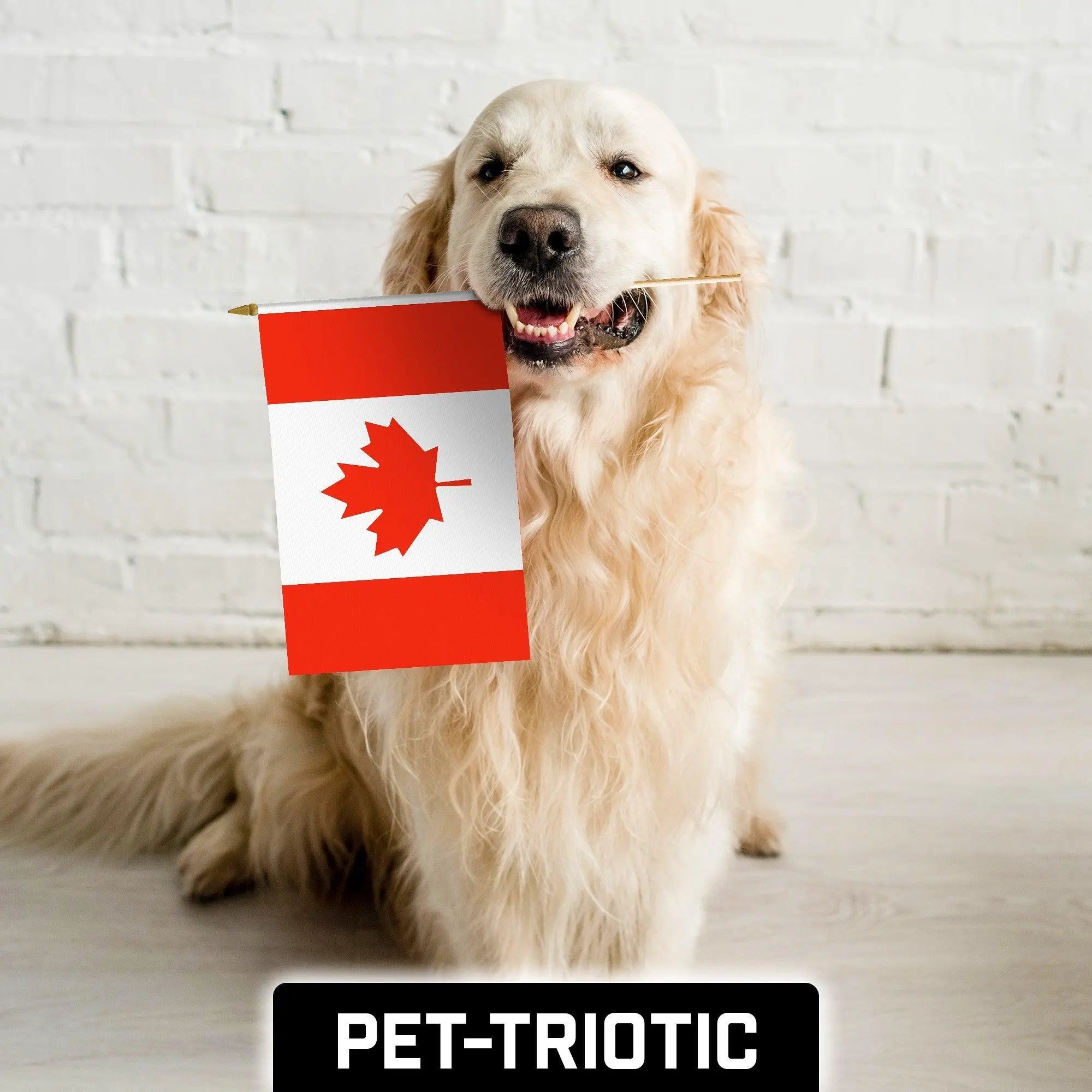 G128 12 Pack Handheld Canada Canadian Stick Flags | 12x18 In | Printed 150D Polyester, Country Flag, Solid Wooden Stick, Spear Gold Tip G128