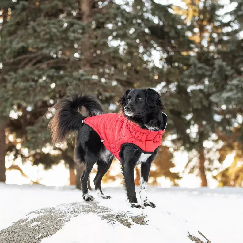 GF Pet Reversible ElastoFit Chalet Jacket GF Pet