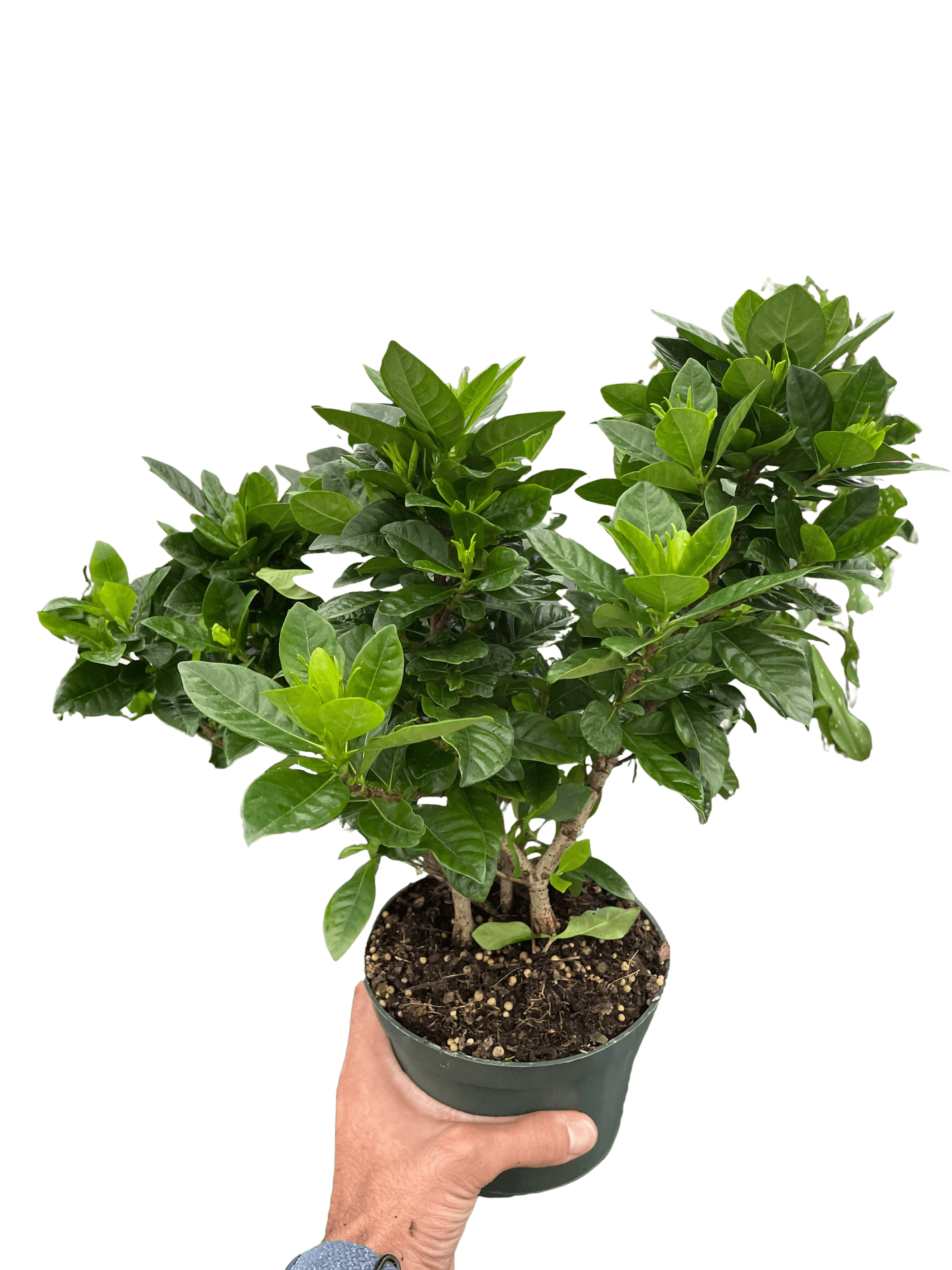 Gardenia 'Bush' House Plant Wholesale