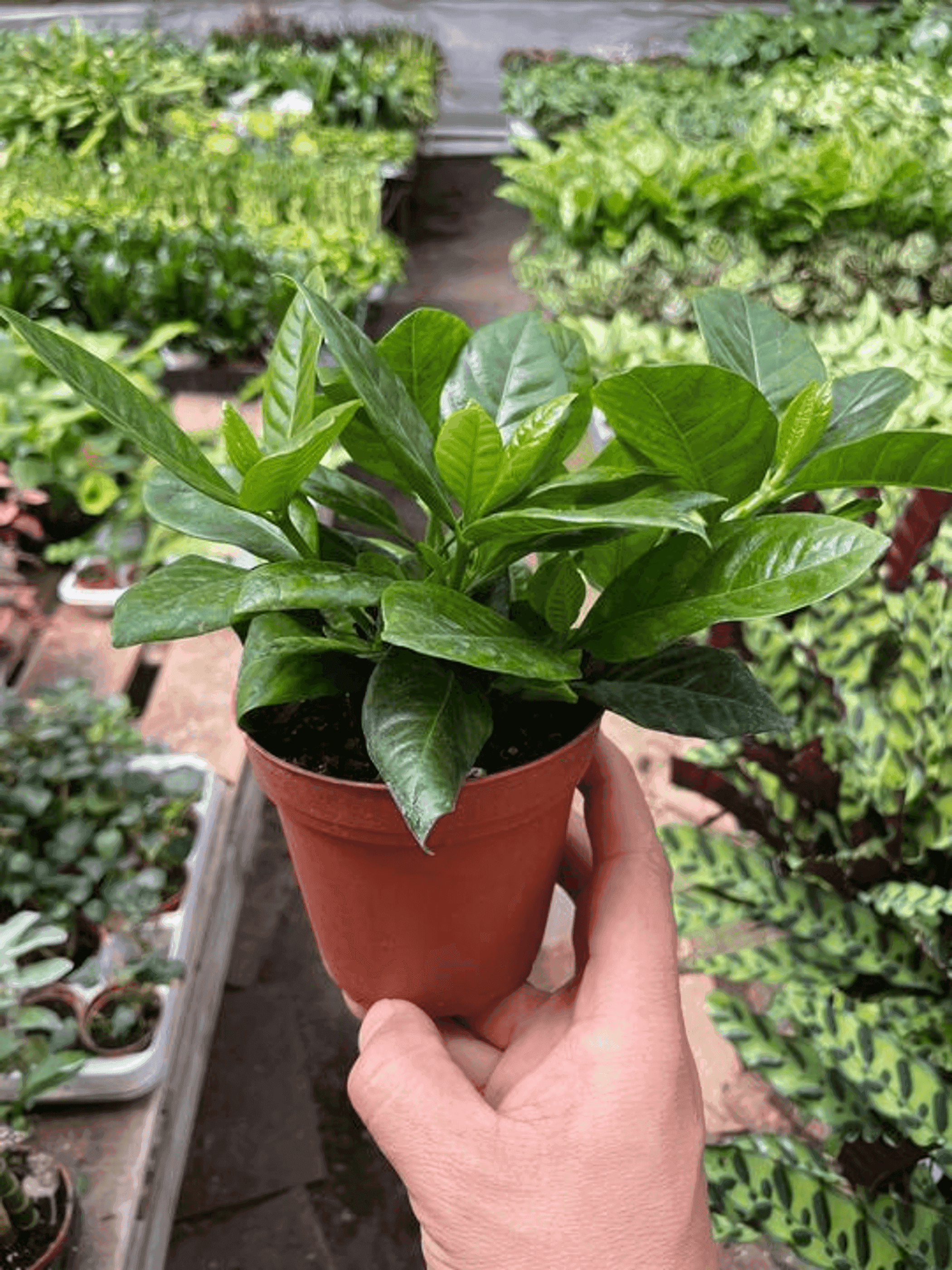 Gardenia 'Bush' House Plant Wholesale