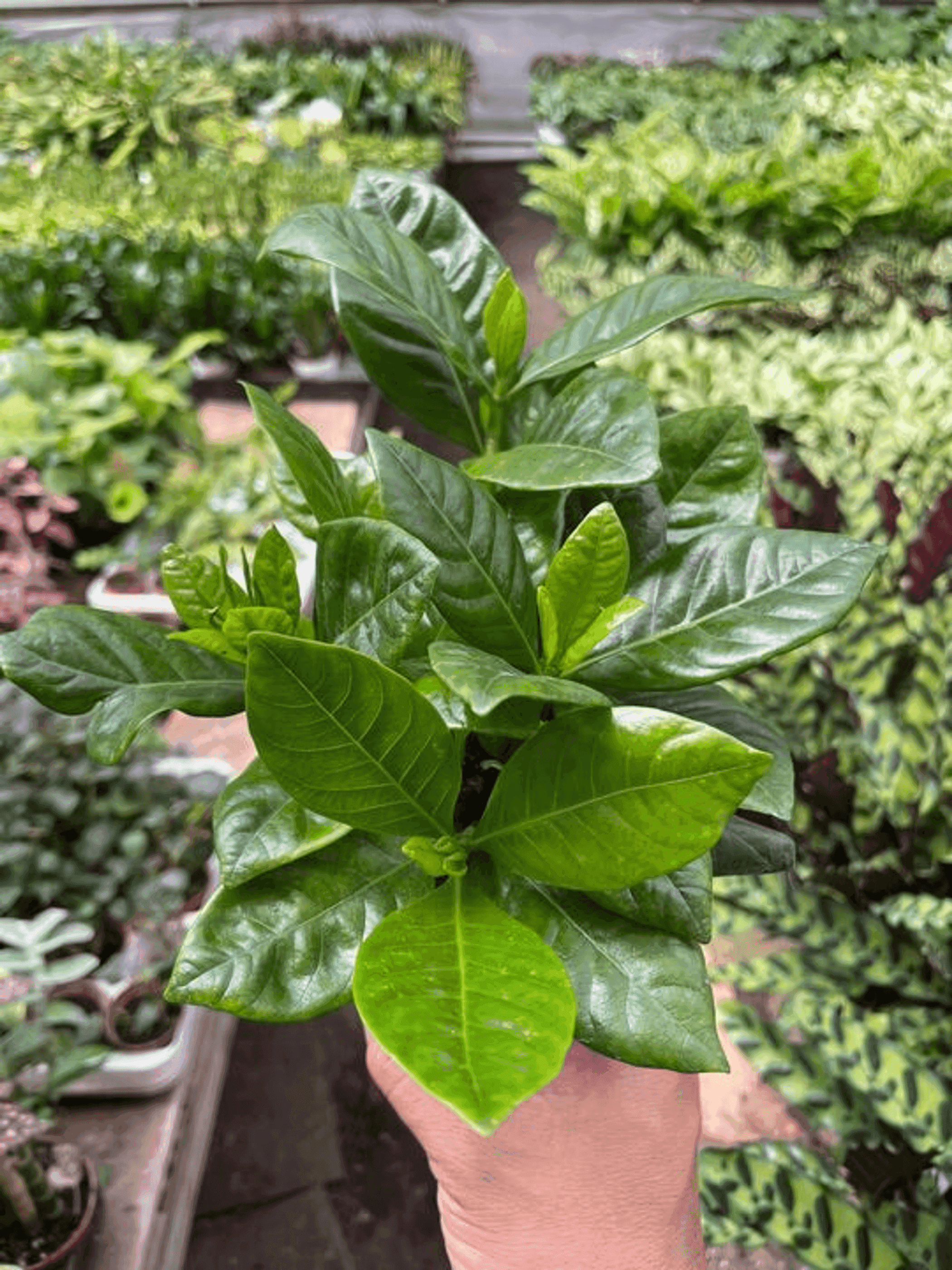 Gardenia 'Bush' House Plant Wholesale