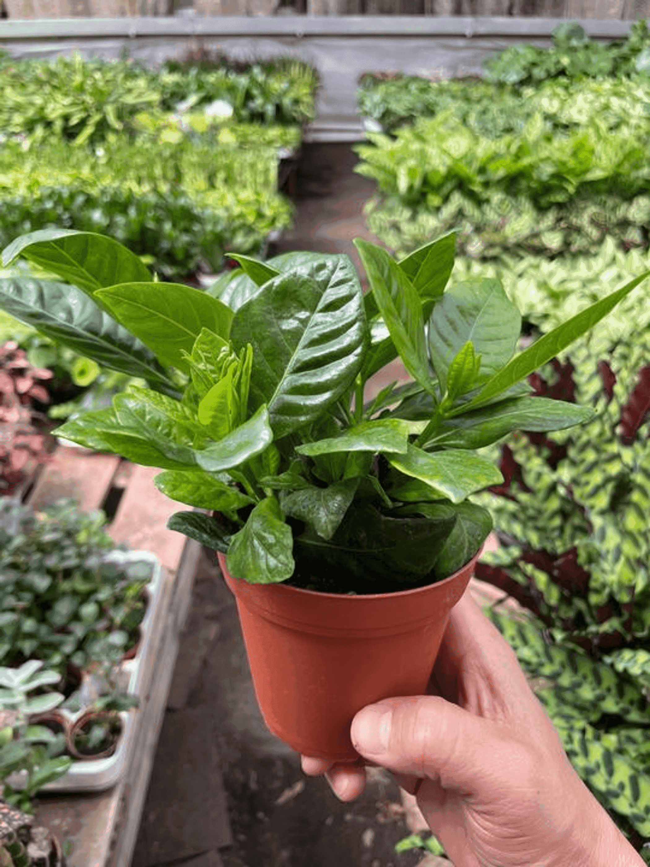 Gardenia 'Bush' House Plant Wholesale