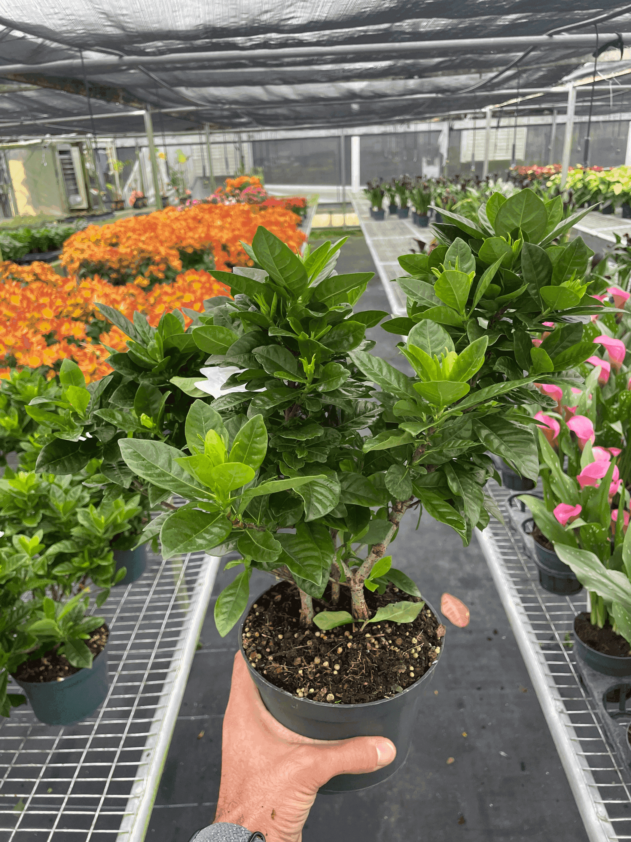 Gardenia 'Bush' House Plant Wholesale