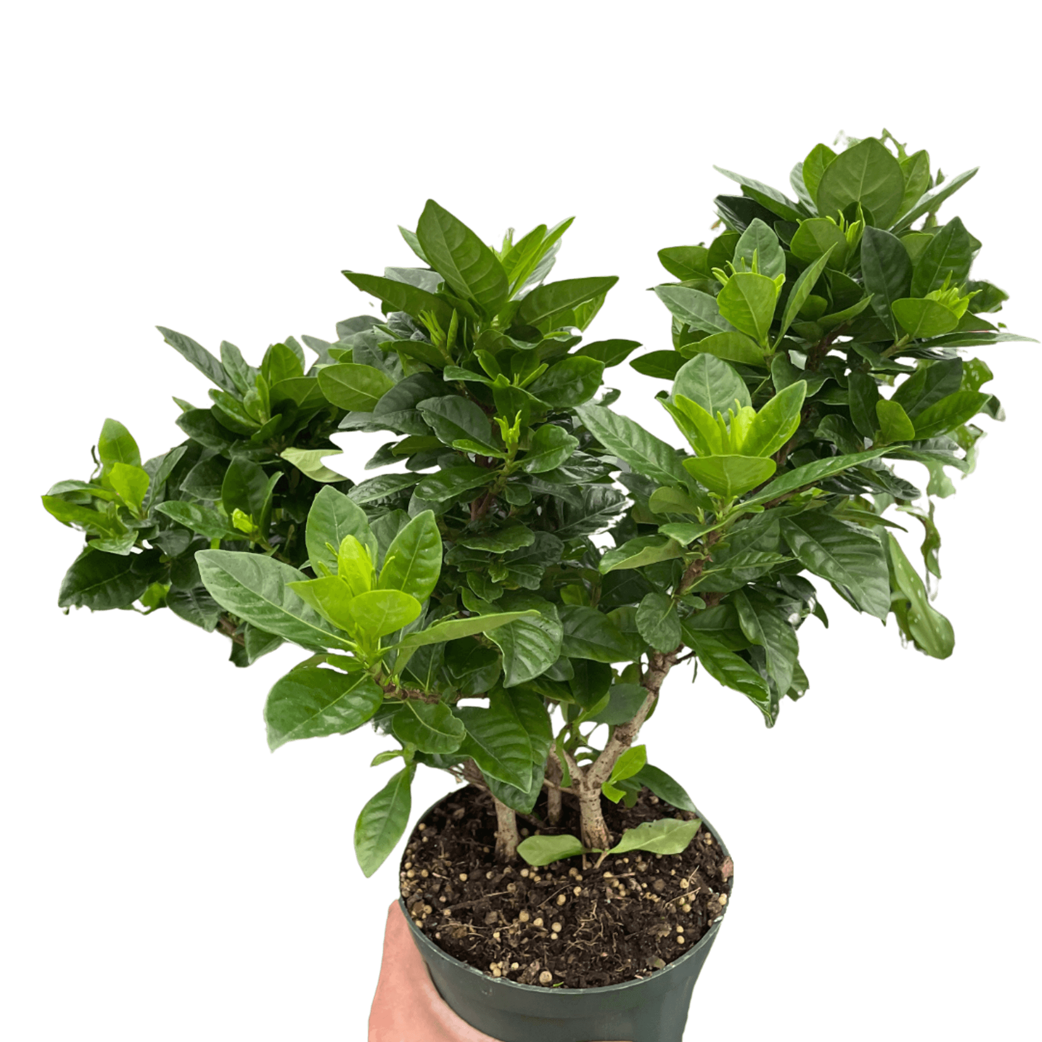 Gardenia 'Bush' House Plant Wholesale