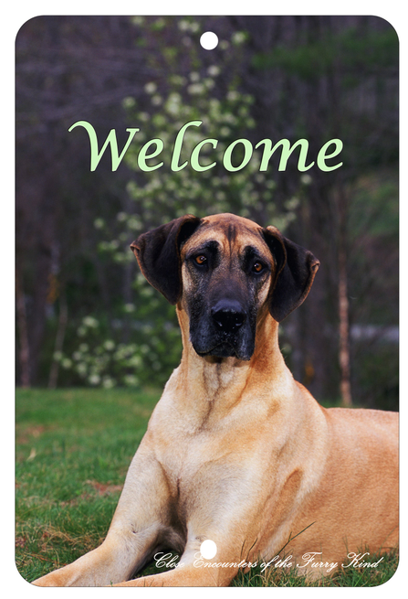 Great Dane - Best of Breed  Indoor/Outdoor Aluminum Sign Best of Breed