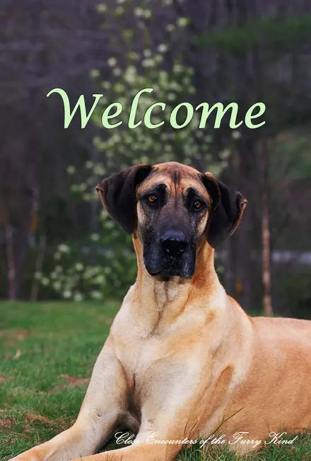 Great Dane Fawn Uncropped - Close Encounters of the Furry Kind Welcome  House and Garden Flags Best of Breed