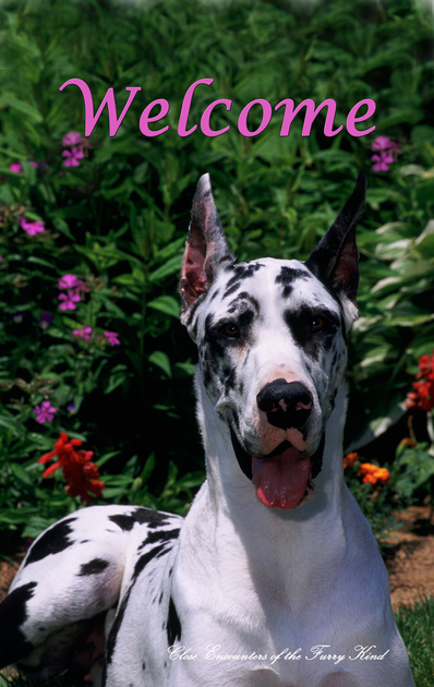 Great Dane Harlequin Cropped - Close Encounters of the Furry Kind Welcome  House and Garden Flags Best of Breed
