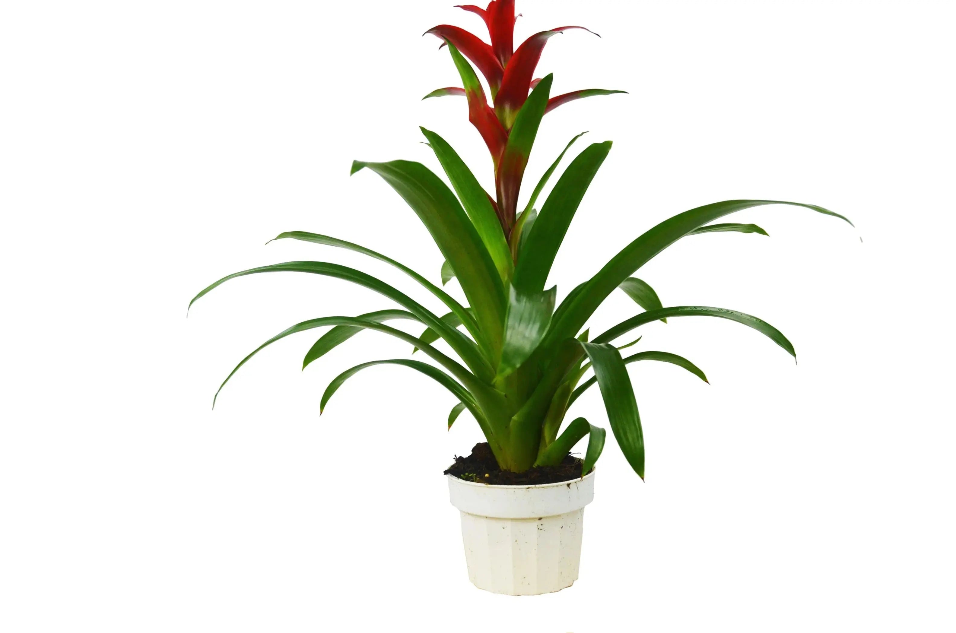 Guzmania Bromeliad 'Red' House Plant Wholesale