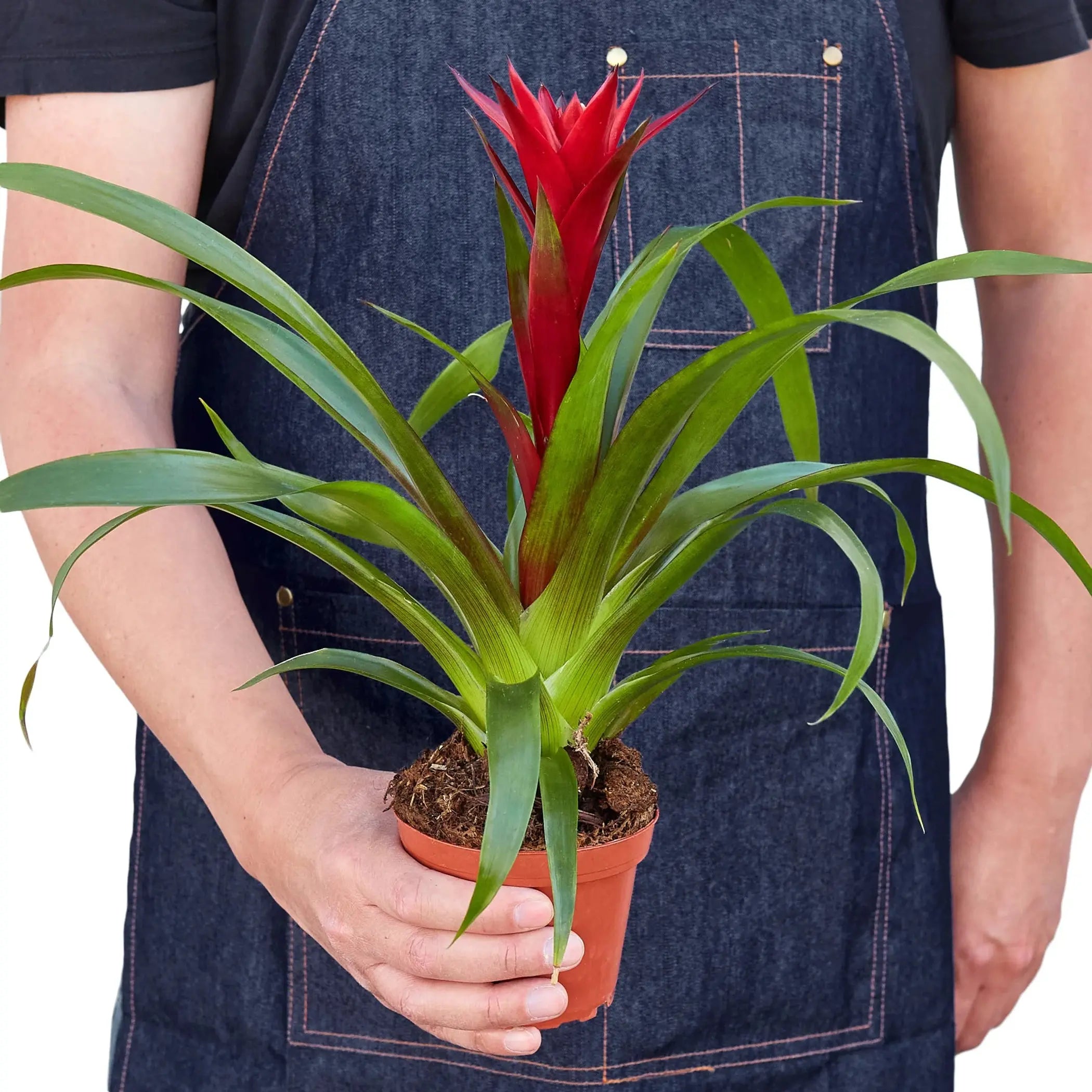 Guzmania Bromeliad 'Red' House Plant Wholesale