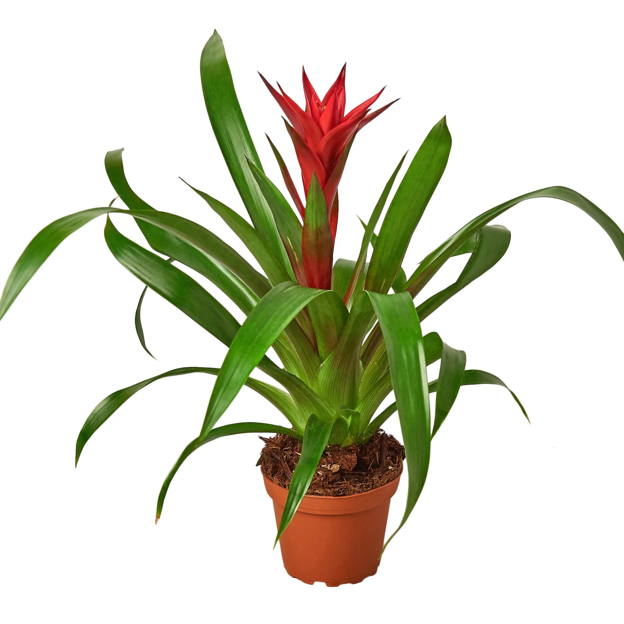 Guzmania Bromeliad 'Red' House Plant Wholesale