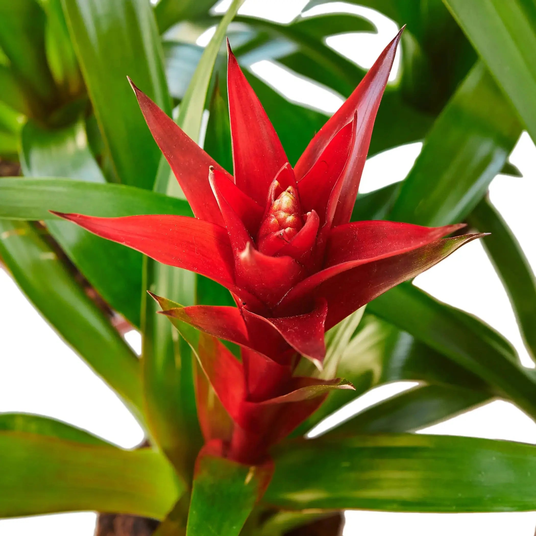 Guzmania Bromeliad 'Red' House Plant Wholesale