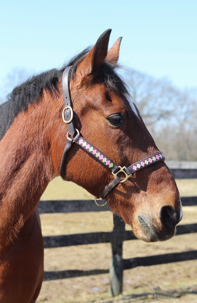 Henri de Rivel Buffy Embroidered Leather Halter JPC Equestrian