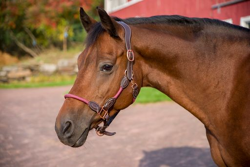 Henri de Rivel Leather Rope Halter JPC Equestrian