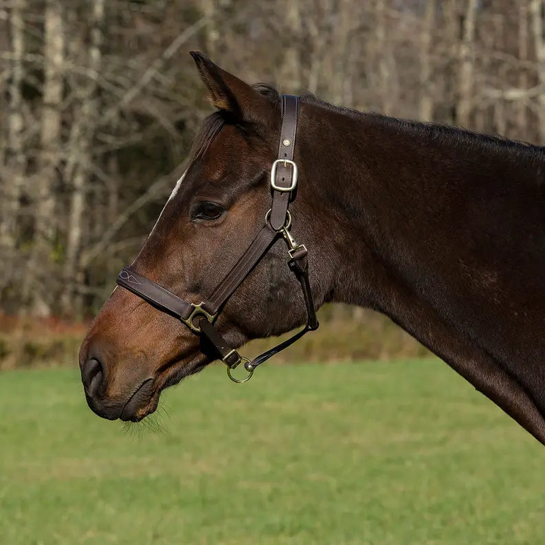 Henri de Rivel Pro Fancy Padded Rolled Throat Triple Stitched Halter JPC Equestrian
